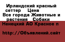 Ирландский красный сеттер. › Цена ­ 30 000 - Все города Животные и растения » Собаки   . Ненецкий АО,Красное п.